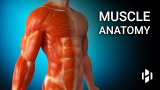 Anatomy of Human Muscles [upl. by Aicargatla]