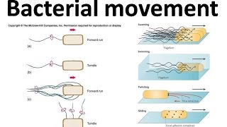 Bacterial movement using flagella [upl. by Corenda]