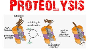 Proteolysis [upl. by Ettessil]