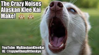 Alaskan Klee Kai Crazy noises my Mini Huskies make [upl. by Htenaj]