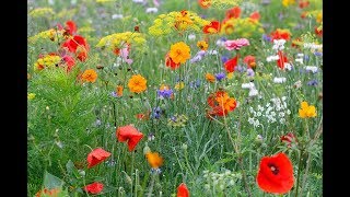 COMMENT RÉALISER UN MASSIF DE FLEURS SAUVAGES EN MÉLANGE JACHÈRE FLEURIE [upl. by Yreffoeg]