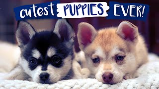 Most Adorable Alaskan Klee Kai Puppies Ever [upl. by Okia]