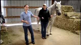 How To Complete Horse Health Check [upl. by Parik]