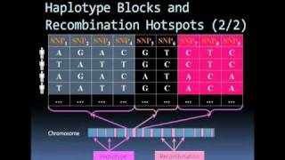 Microarray based SNP genotyping [upl. by Enirehtacyram]