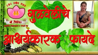 gulvel  गुळवेल गिलोय फायदे व असंख्य आजारावरील उपयोग  giloy fayde upagoy best immunity booster [upl. by Caesar782]