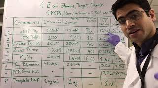 How To PCR Calculations [upl. by Ahselrak]