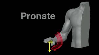 Arm Muscles 21 Pronation and Supination [upl. by Igiul]