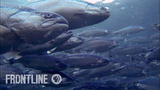 Norways Salmon Farming Crisis  The Fish on My Plate  FRONTLINE [upl. by Eletnahc]