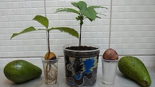 HOW TO GROW AVOCADO TREE FROM SEED [upl. by Tennaj]