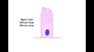 Apocrine Holocrine Merocrine glands [upl. by Allenod]