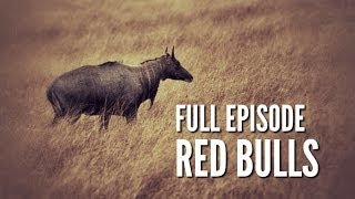 South Texas Nilgai Hunting  quotRed Bullsquot [upl. by Adnalra]