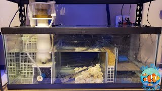 Cleaning An Aquarium Sump FreshwaterSaltwater [upl. by Analak108]