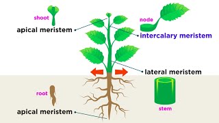 Types of Plant Cells [upl. by Erina962]