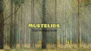 MUSTELIDS Size comparison [upl. by Clower]