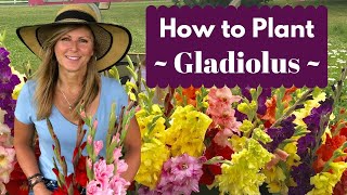 How to Plant Gladiolus Bulbs  Corms  Cranbury Fields Flower Farm [upl. by Nelrah]