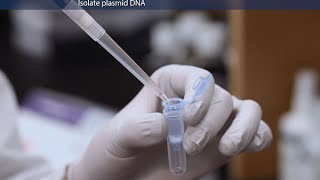 How to Purify Molecular Grade Plasmid DNA [upl. by Zulaledairam]