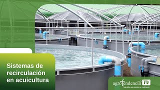 Sistemas de recirculación en acuicultura en 2 minutos [upl. by Lahcar]