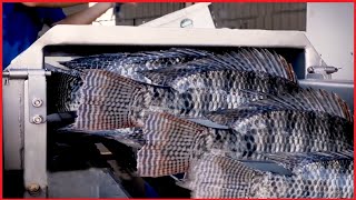 Amazing Tilapia Farm  Tilapia Fish Harvesting technology  Automatic Fish Processing Line Machine [upl. by Daniel]