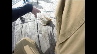 STUNG BY A STINGRAY INSANE FOOTAGE [upl. by Ranice]