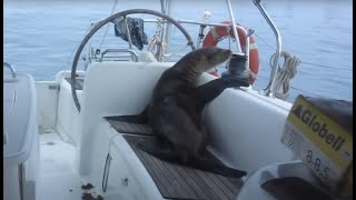 Sailing Adventure in the Galapagos Islands Sailing La Vagabonde Ep 40 [upl. by Wesle755]