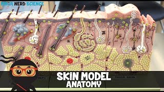 Integumentary System  Skin Model Anatomy [upl. by Armbrecht637]