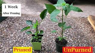 Pruned Vs UnPruned Pepper Plant [upl. by Vaden]