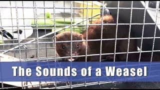 Sound of a Weasel  Mustelidae Weasel Ontario [upl. by Luapsemaj]