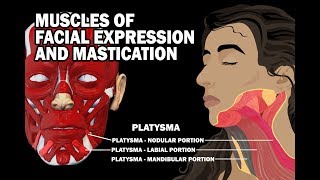 MUSCLES OF FACIAL EXPRESSION AND MASTICATION [upl. by Notyalc353]