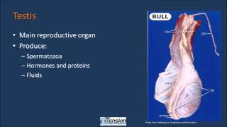 Bull Reproductive Anatomy [upl. by Ronn]