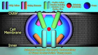 The Mechanism of Prozac  HD [upl. by Ytsur]