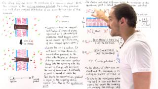 Resting Membrane Potential [upl. by Ahselaf]