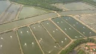 Cómo Cultivar Camarones y peces en Acuacultivo  TvAgro por Juan Gonzalo Angel [upl. by Linet]