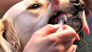 How To Learn Giving Dog Medications [upl. by Aciraj]