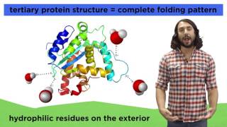 Protein Structure [upl. by Creigh]