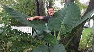 The Secret to Growing Alocasia  The Barefooted Gardener [upl. by Brigit]