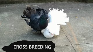 Black Fantail and White Fantail cross breeding  New Black Fantail Pigeon  Lakka [upl. by Aicaca]