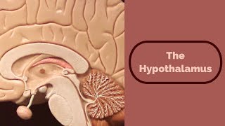 The hypothalamus [upl. by Aidua]