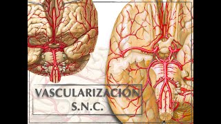 VASCULARIZACIÓN SISTEMA NERVIOSO CENTRAL [upl. by Sitoeht51]