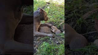 Prairie Dog Plays with Bigger Dog  ViralHog [upl. by Jermaine652]