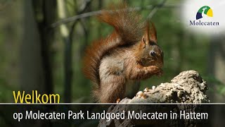 Welkom op Molecaten Park Landgoed Molecaten Hattem Veluwe [upl. by Ylecara]