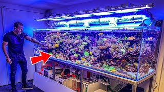 Most Beautiful Private Reef Tanks 400 GALLON [upl. by Ybloc]