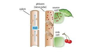 The Pressure Flow Model in a Plant [upl. by Nnaylrebmik788]