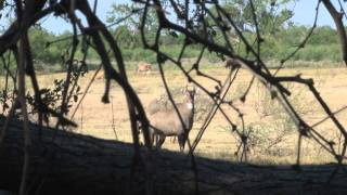 Texas Nilgai Hunt September 2011 Wildlife Systems [upl. by Behlke774]