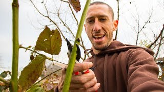 How To Prune BLACKBERRIES For Better Harvests [upl. by Eetnahc]