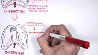 Mechanism of Breathing [upl. by Philcox]