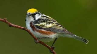 Birding Warblers [upl. by Sheffield747]