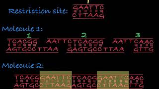 Restriction Enzymes Restriction Endonucleases [upl. by Zita]