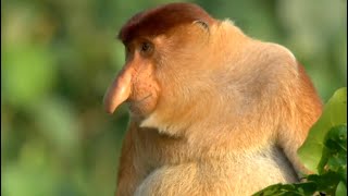 Natures Oddest Looking Animals  Top 5  BBC Earth [upl. by Romilly]