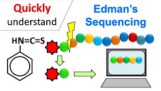 Edman degradation  Edman Sequencing [upl. by Arsuy752]