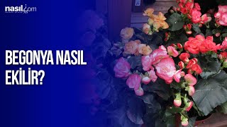 Begonya Nasıl Ekilir  Çiçek Bakımı [upl. by Aidualk]